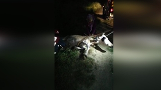 Kanala düşen inek böyle kurtarıldı