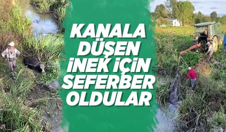 Kanala düşen inek için seferber oldular