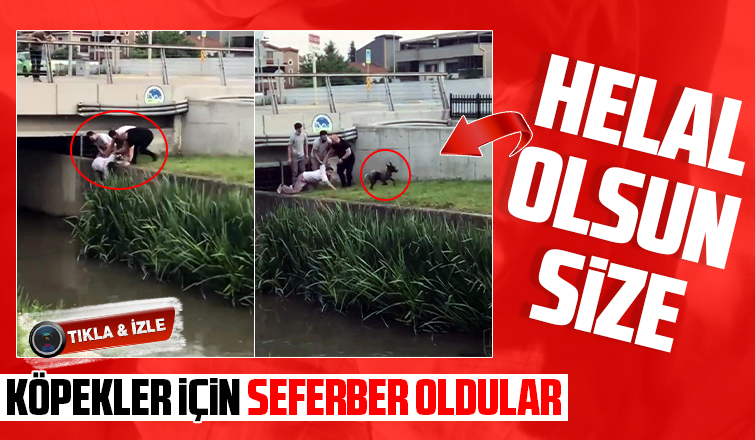Kanala düşen köpek için seferber oldular