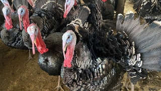 Kandıra hindisi kilosu 350 liradan alıcı buluyor