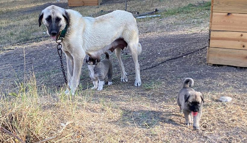 Kangalların yavrularını yemesinin sırrı çözüldü