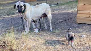 Kangalların yavrularını yemesinin sırrı çözüldü