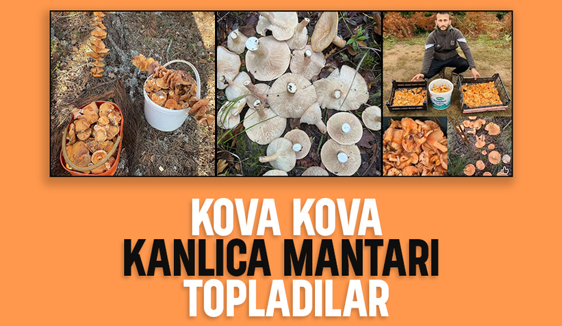 Kanlıca mantarı bereketi