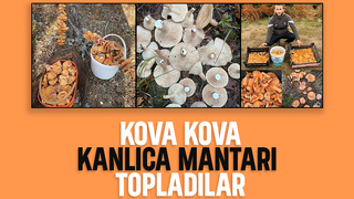 Kanlıca mantarı bereketi