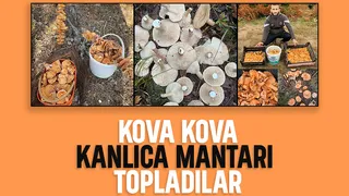 Kanlıca mantarı bereketi