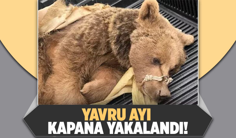 Kapana domuz yerine yavru ayı yakalandı