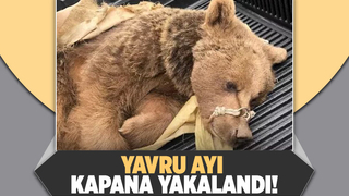 Kapana domuz yerine yavru ayı yakalandı