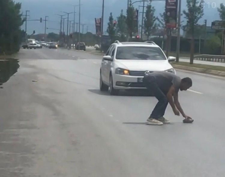 Kaplumbağa için trafik durdu
