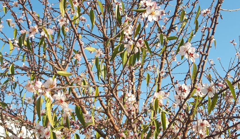 Kar düşmeden bademler çiçek açtı