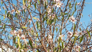 Kar düşmeden bademler çiçek açtı