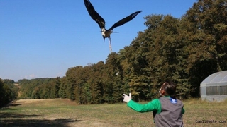 Kara leylek doğaya Salındı