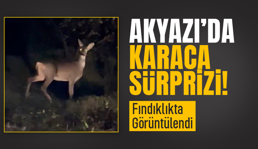 Karaca böyle görüntülendi