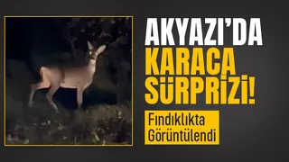 Karaca böyle görüntülendi