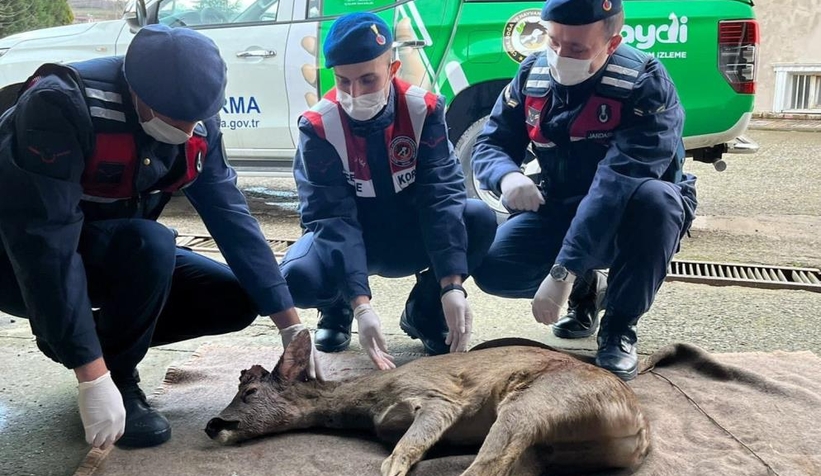 Karaca ölmek üzereyken bulundu