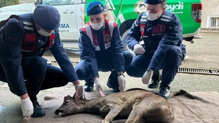 Karaca ölmek üzereyken bulundu