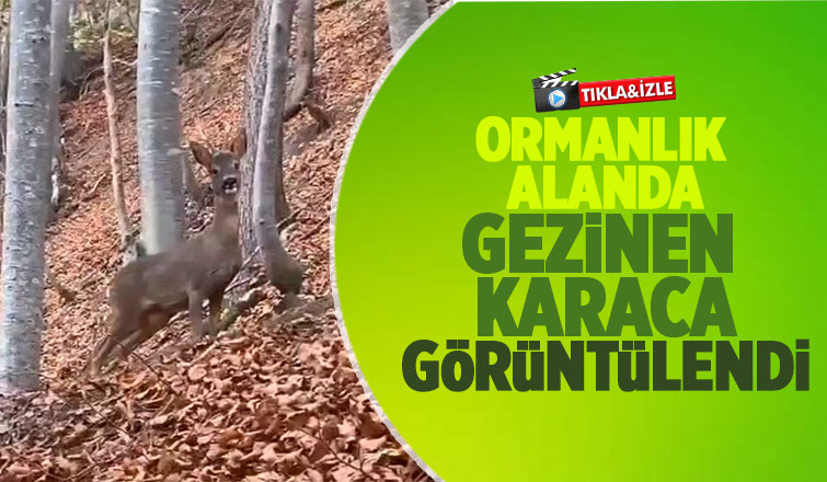 Karacayı böyle görüntüledi