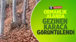 Karacayı böyle görüntüledi
