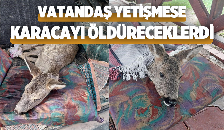 Karacayı son anda kurtardılar