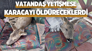 Karacayı son anda kurtardılar