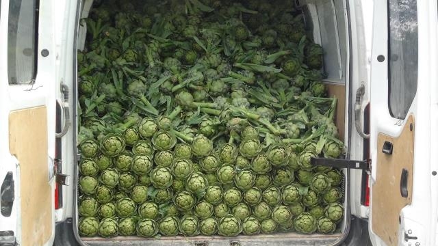 Karaciğer dostu enginarın hasadına başlandı