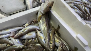 Karadeniz'de 300 gramlık mezgit yakalandı