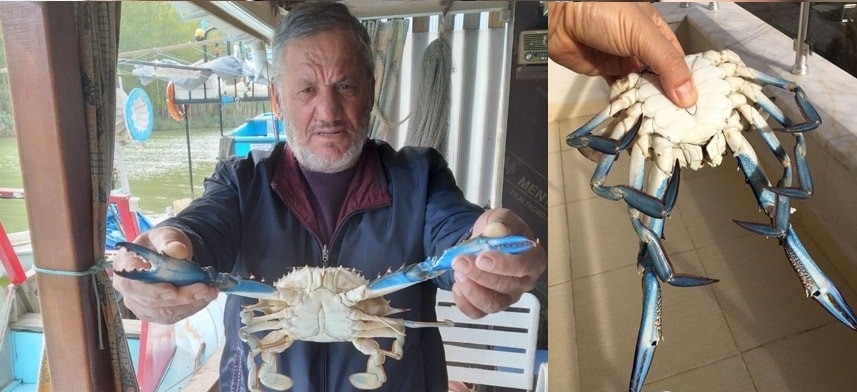 Karadeniz'de ağlara takıldı