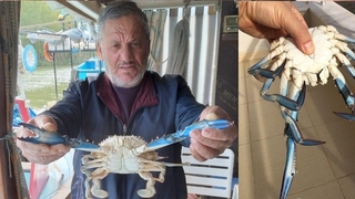 Karadeniz'de ağlara takıldı