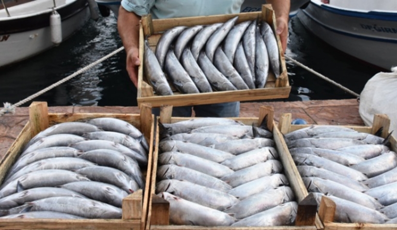 Karadeniz'de palamut bolluğu