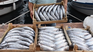 Karadeniz'de palamut bolluğu