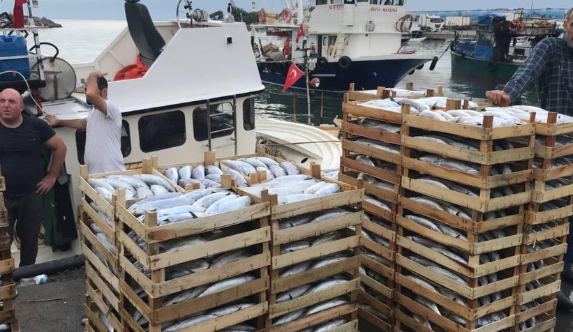 Karadeniz'de tekneler kasa kasa balıkla dönüyor