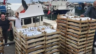 Karadeniz'de tekneler kasa kasa balıkla dönüyor