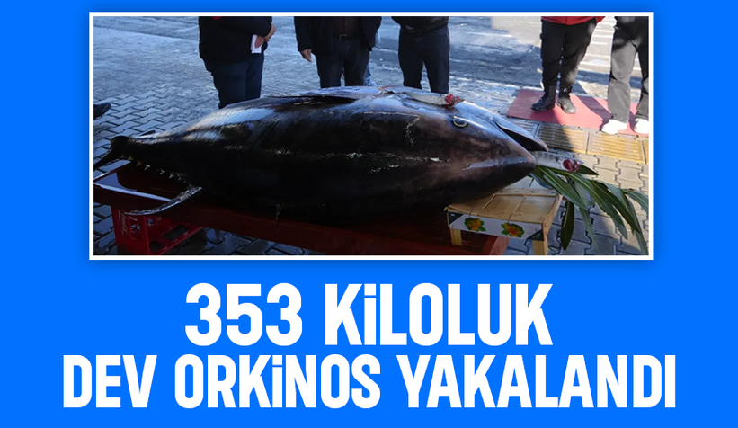 Karadeniz'der dev orkinos yakalandı