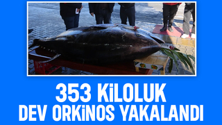 Karadeniz'der dev orkinos yakalandı