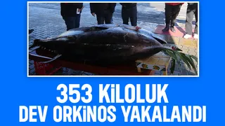 Karadeniz'der dev orkinos yakalandı