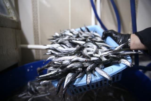 Karadeniz hamsisi tezgahlarda yüzleri güldürüyor