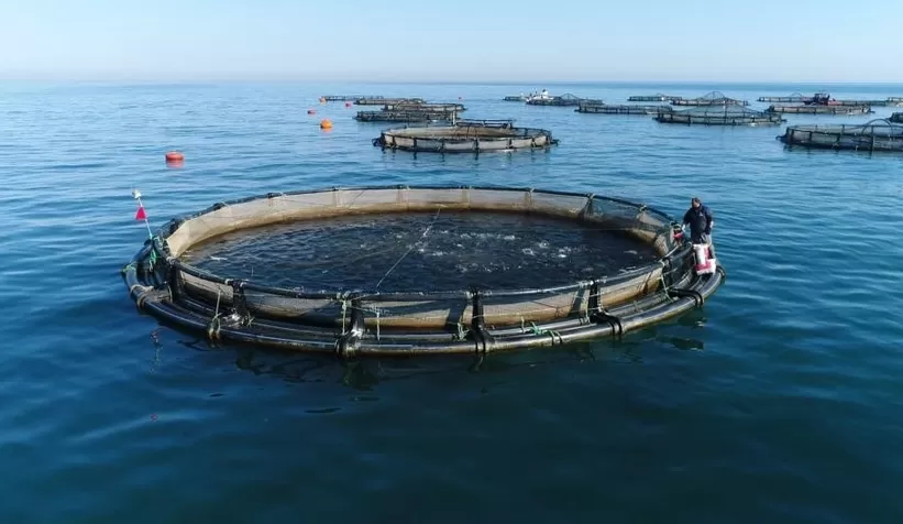 Karadeniz Somonu ihracatına Göl somonu darbesi