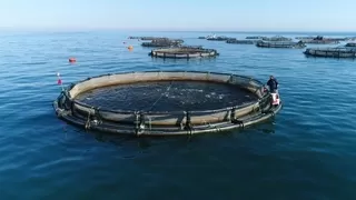 Karadeniz Somonu ihracatına Göl somonu darbesi