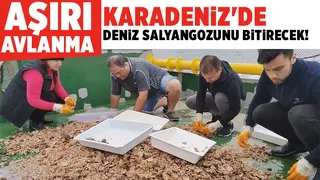 Karadenizde aşırı avlanma deniz salyangozu stokunu azalttı