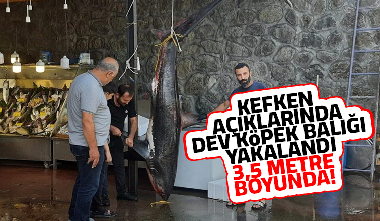 Karadenizde dev köpek balığı yakalandı