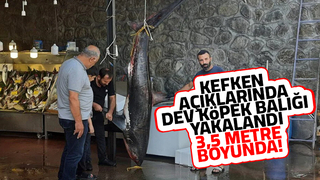 Karadenizde dev köpek balığı yakalandı
