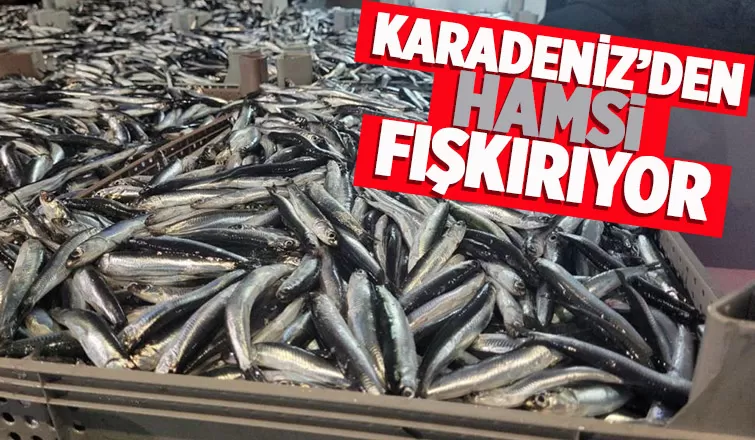 Karadeniz’de hamsi bolluğu: Tekneler binlerce kasayla döndü