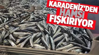 Karadeniz’de hamsi bolluğu: Tekneler binlerce kasayla döndü