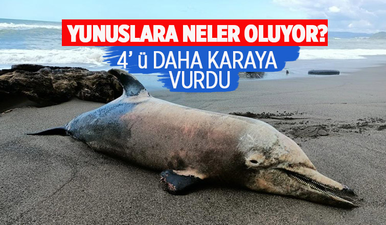 Karadenizde korkutan gelişme karaya vurdular