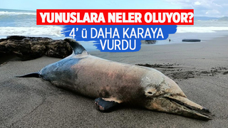 Karadenizde korkutan gelişme karaya vurdular