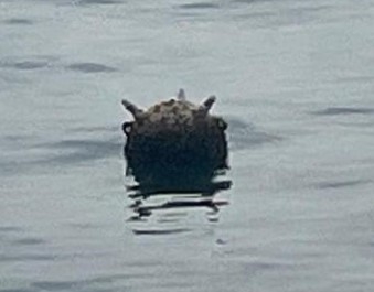 Karadeniz’de mayın paniği; Kontrollü şekilde imha edildi