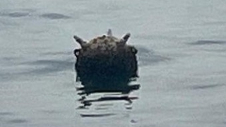 Karadeniz’de mayın paniği; Kontrollü şekilde imha edildi