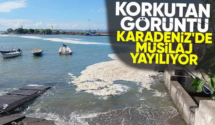 Karadenizde müsilaj tehlikesi