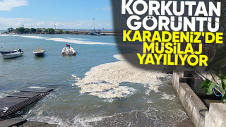 Karadenizde müsilaj tehlikesi