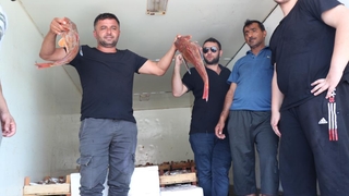 Karadeniz’de tekneler kasa kasa balıkla döndü