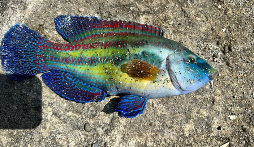 Karadenizde tropik balık yakalandı!